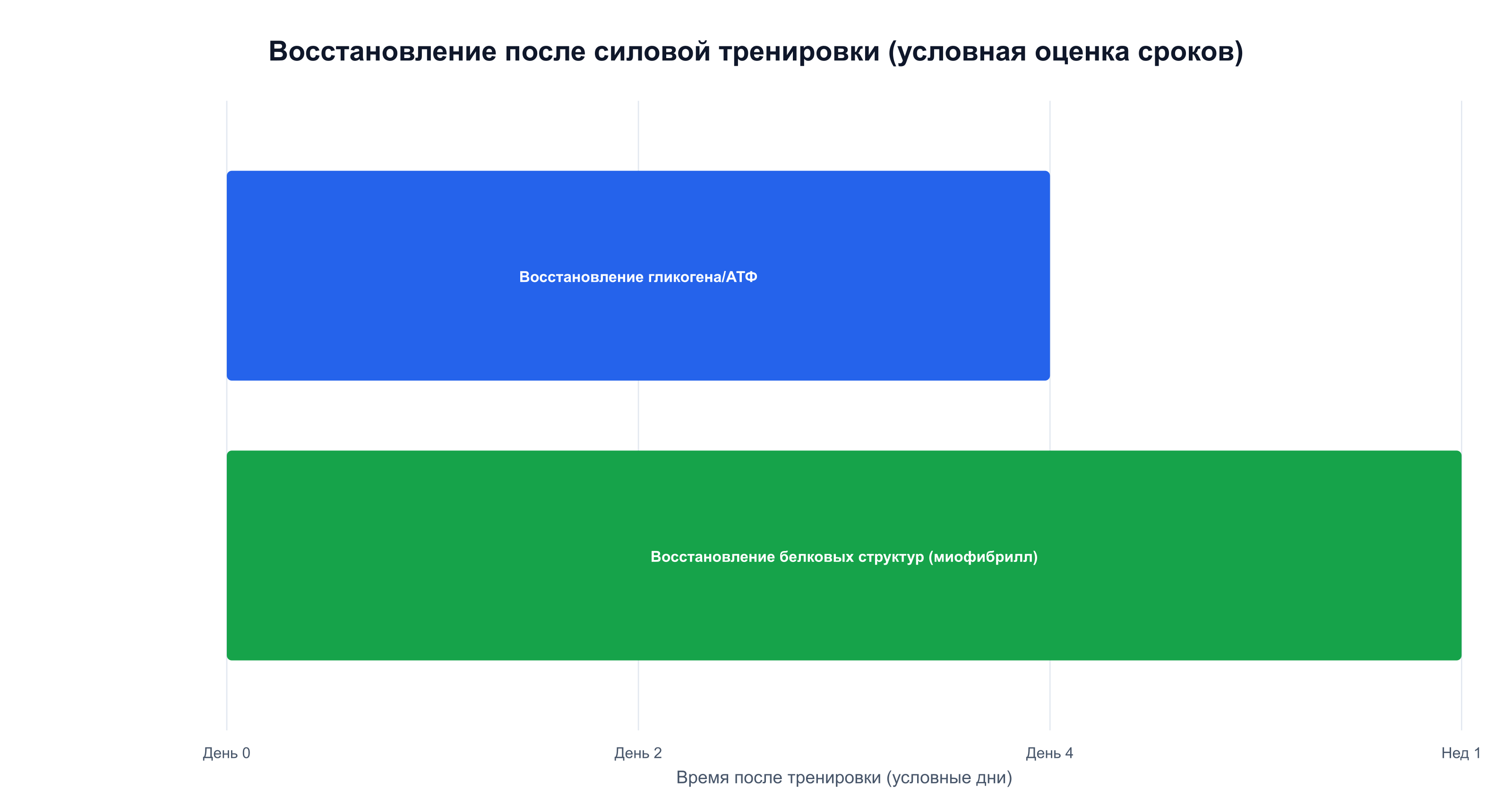 Временная шкала восстановления энергоресурсов и белковых структур после тренировки