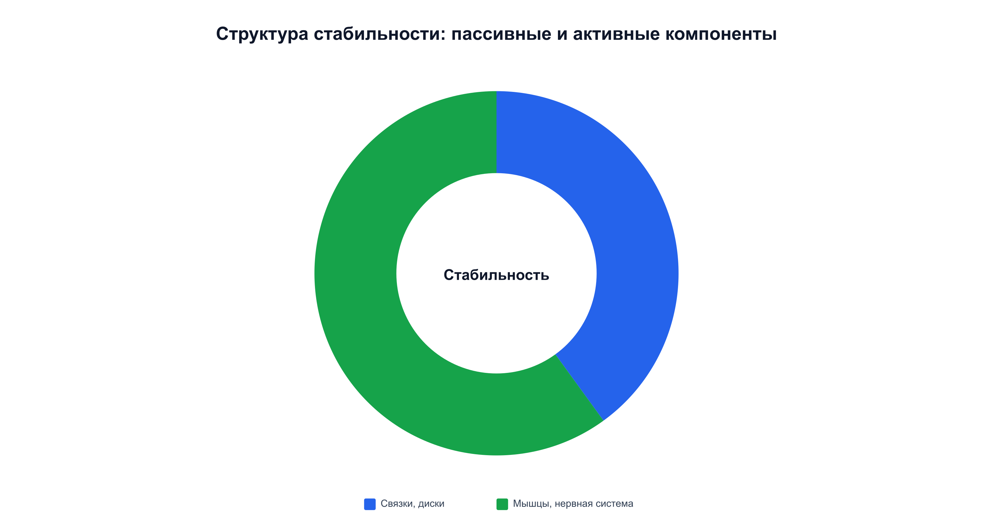 Стабильность складывается из вклада пассивных структур и активных мышечных и нервных механизмов